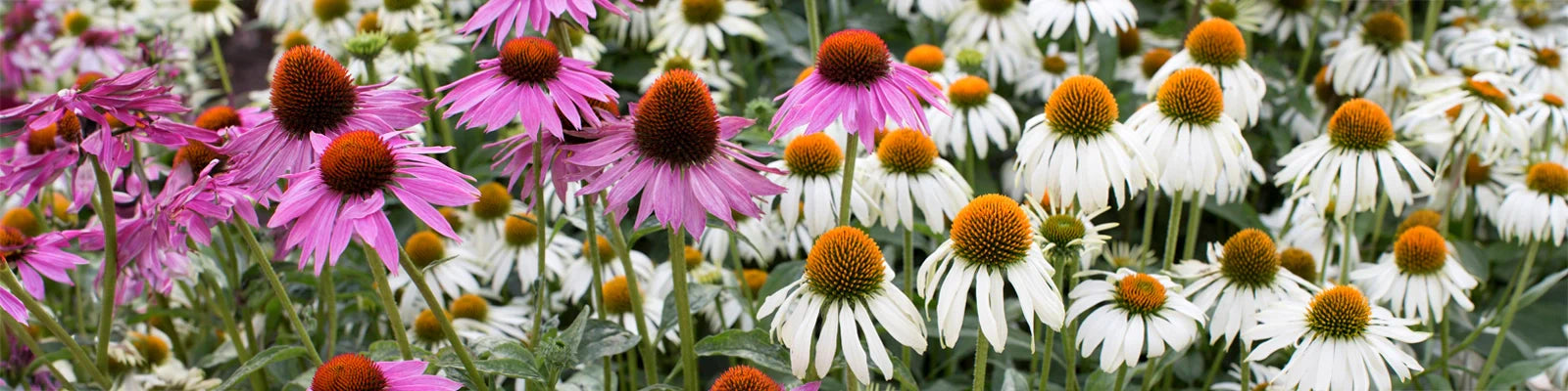 Coneflowers: How to Plant, Grow, and Care for Echinacea | Dutch Bulbs