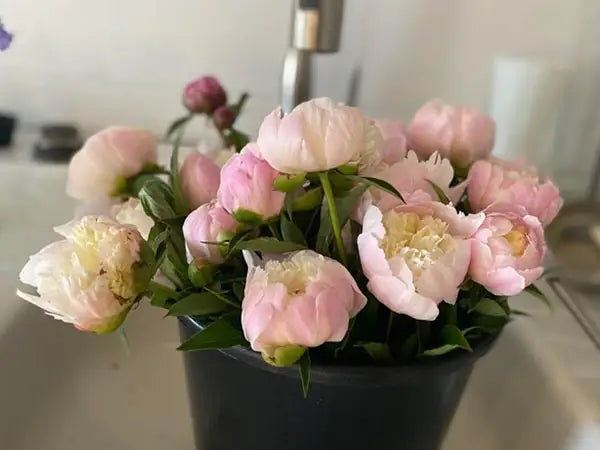 Growing Peonies | K. van Bourgondien Blog