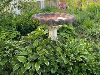 Hostas In the Garden
