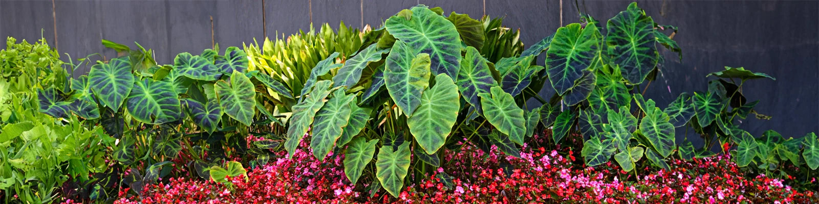 Planting Elephant Ear Bulbs | K. van Bourgondien Blog