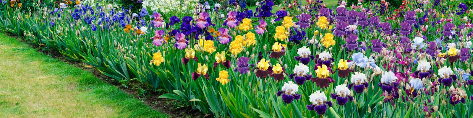 iris varieties pictures with names