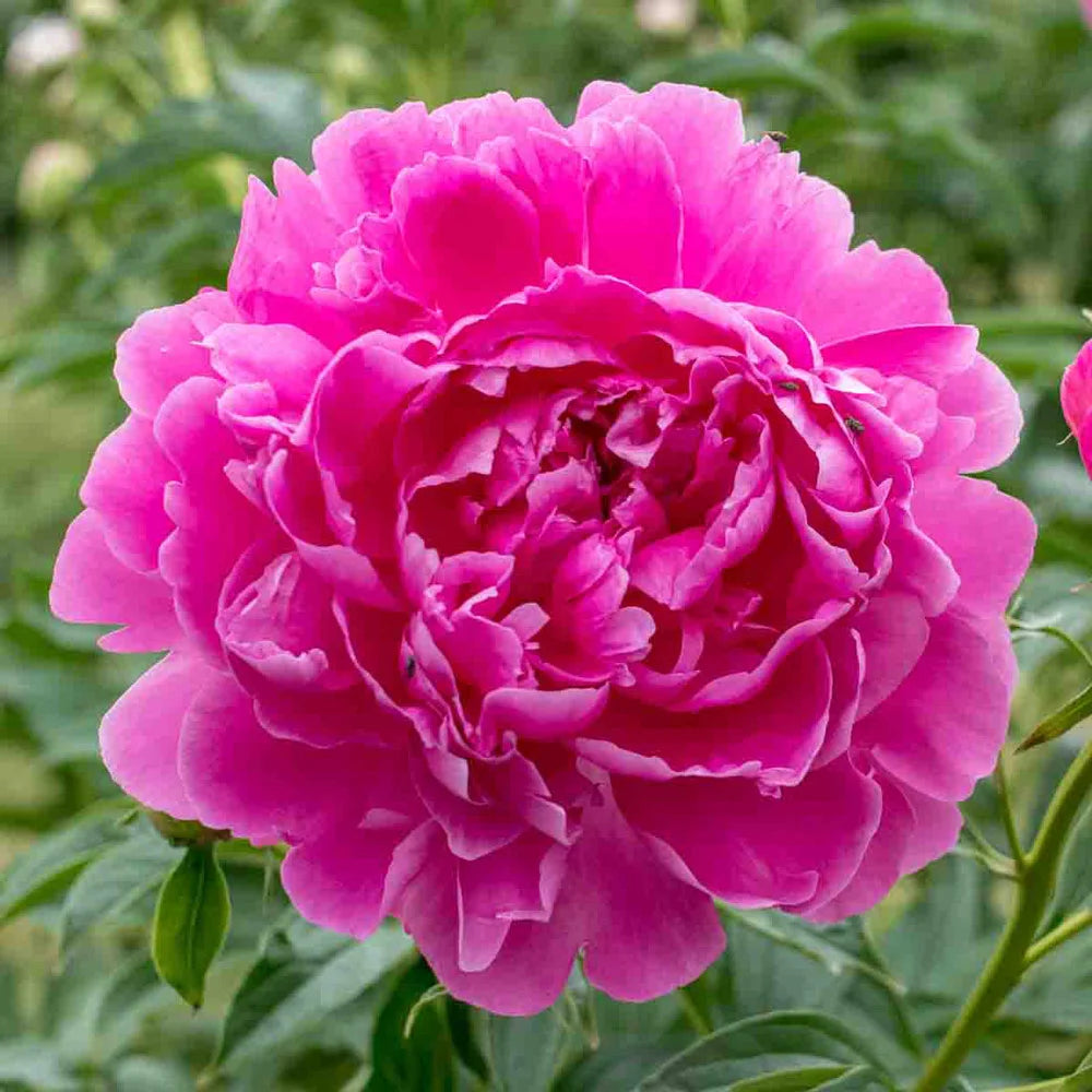Deep Pink Double Peony | K. van Bourgondien