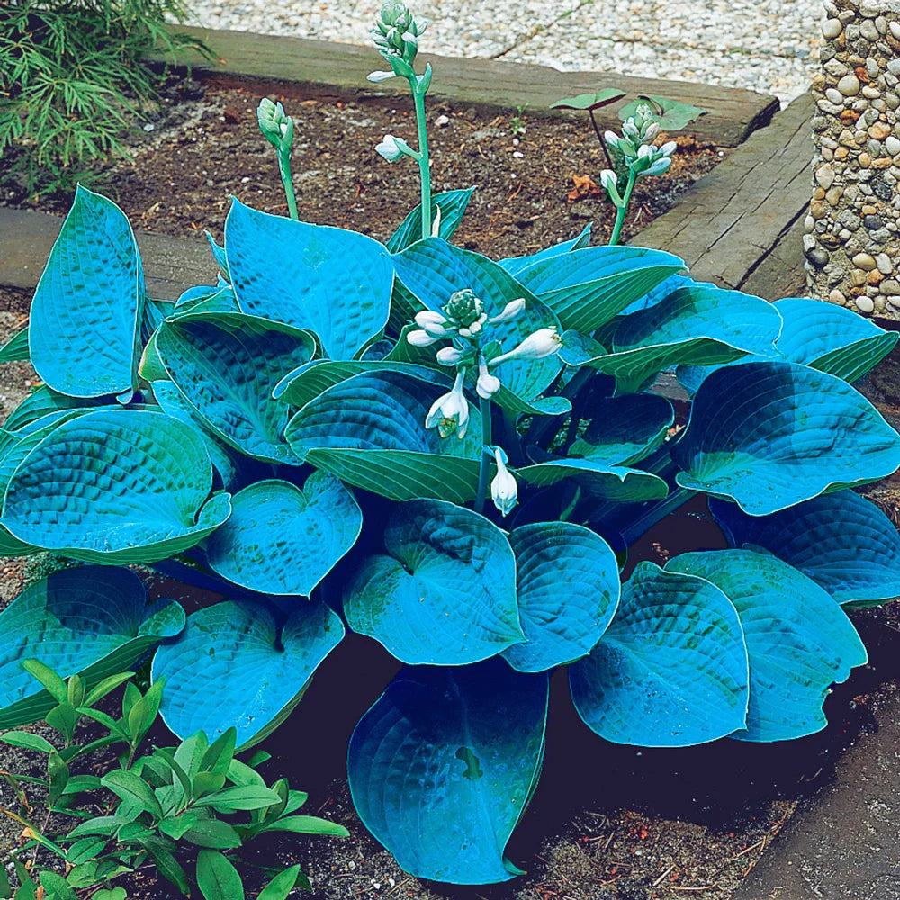 Shop Bressingham Blue Hosta