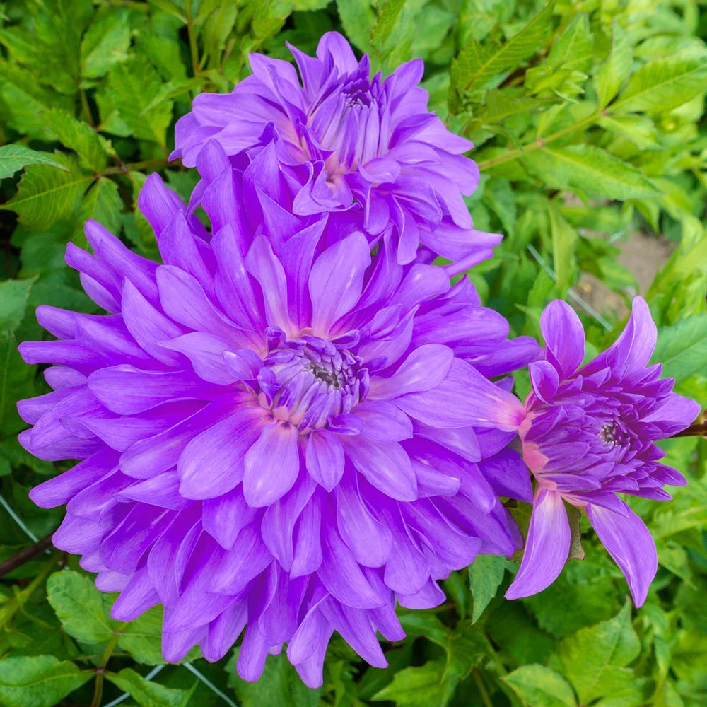 Decorative Dahlia 'Bluetiful' | K. van Bourgondien