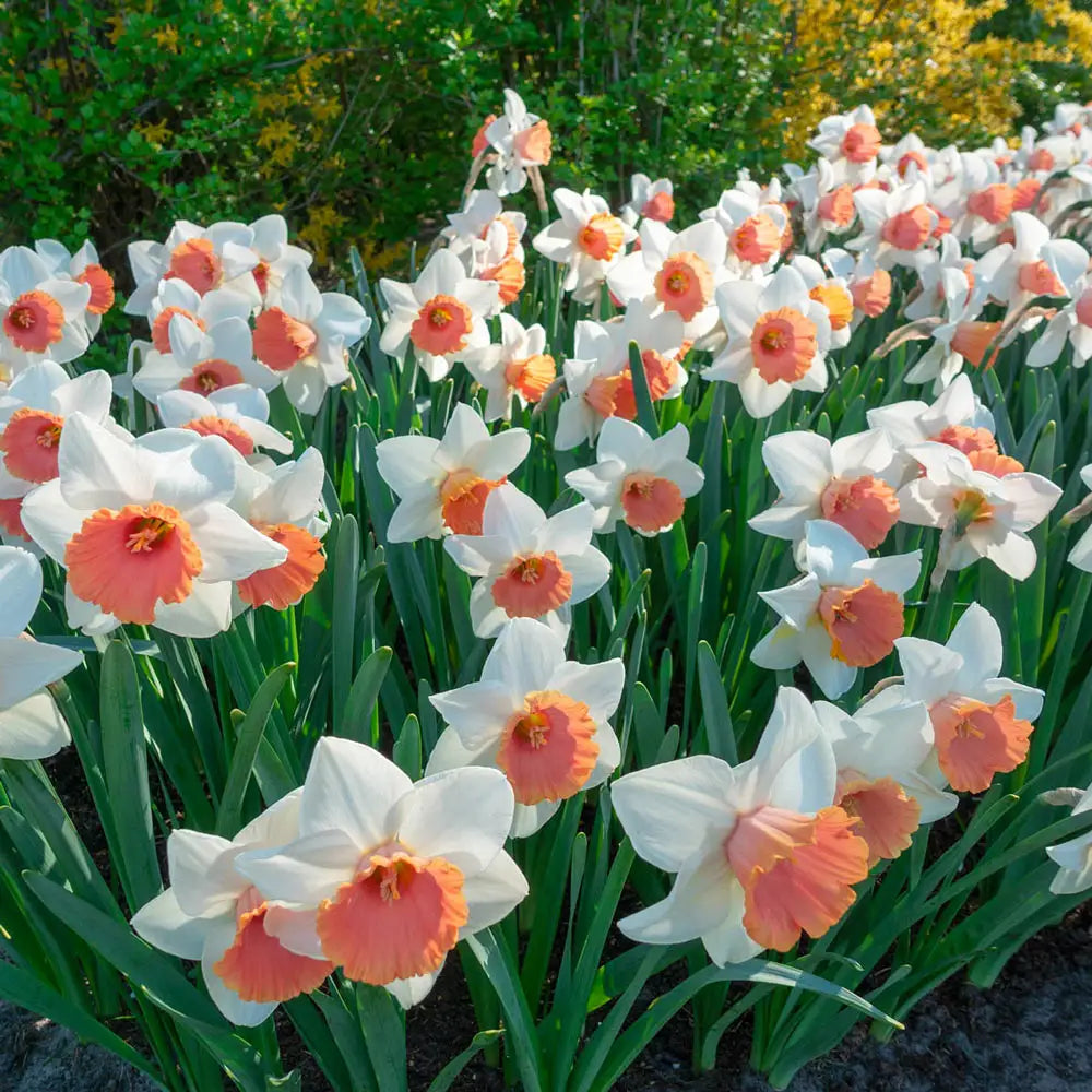 LargeCupped Daffodil Chromacolor K. van Bourgondien