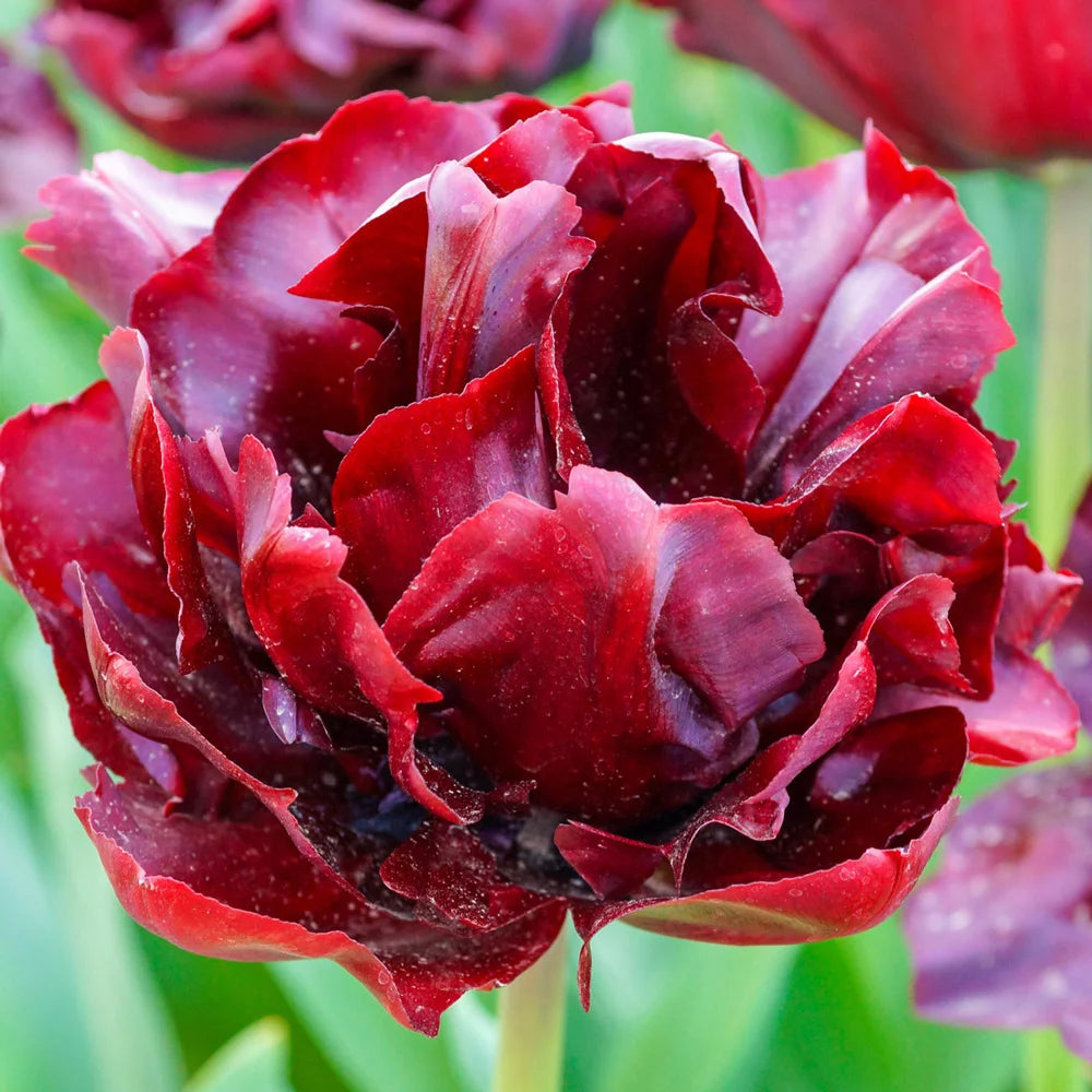 Double Peony Tulip Palmyra K. van Bourgondien Dutch Bulbs