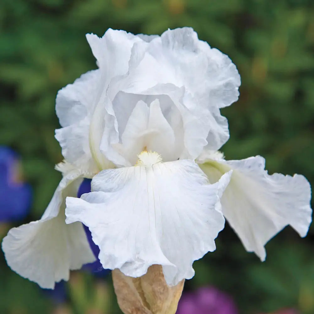 Rizoma Di Iris Germanica IMMORTALITY - Iris Barbata Bianco Rifiorente, Altezza 70-75 Cm - Bulbi Autunnali Spediti Da Italia