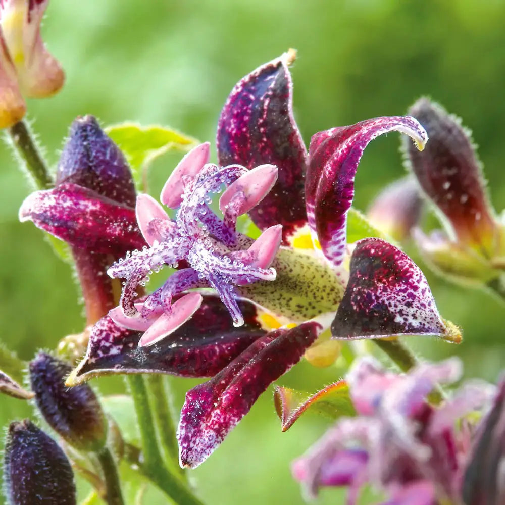 Tricyrtis Raspberry Mousse K. van Bourgondien