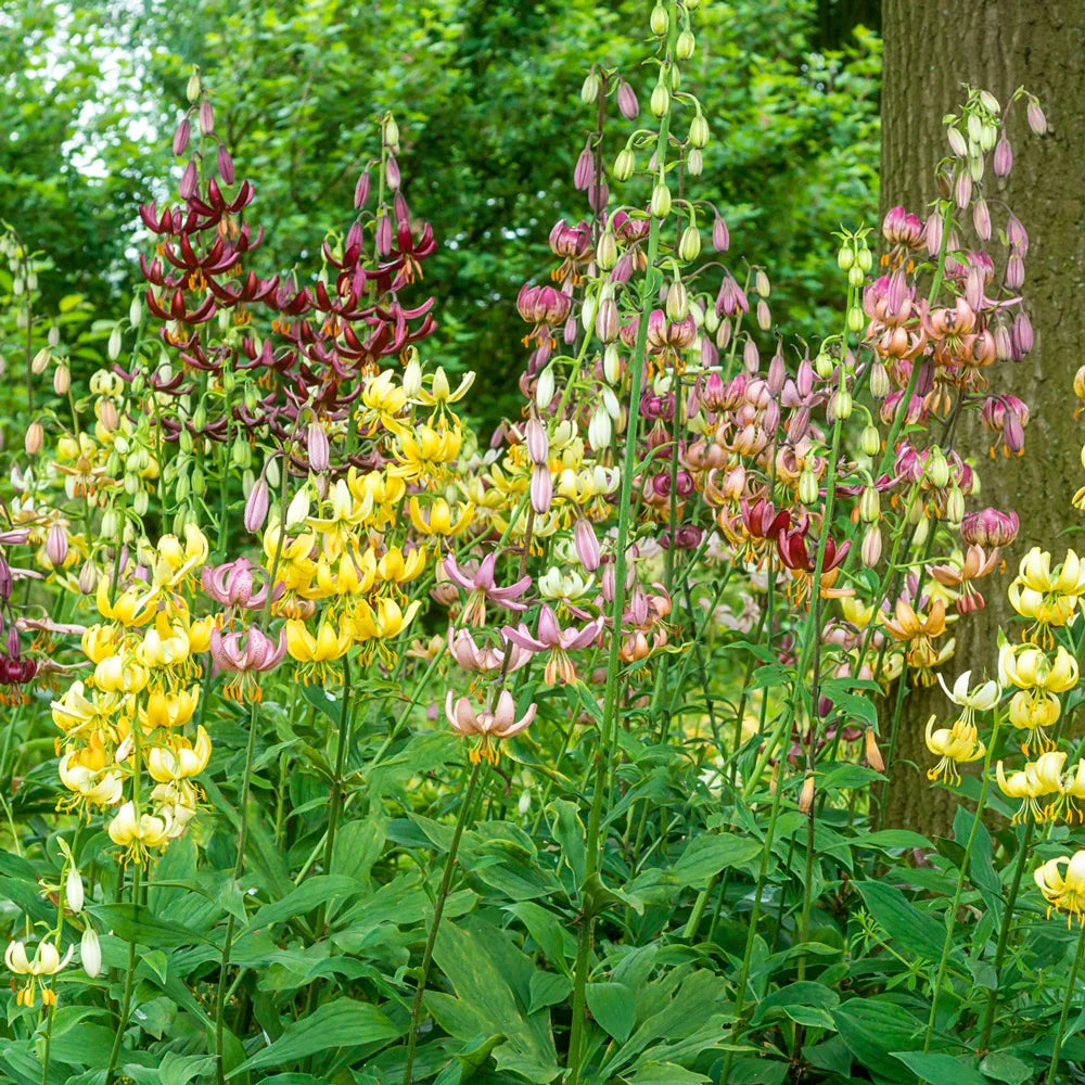 Martagon Lily Mixture K. van Bourgondien