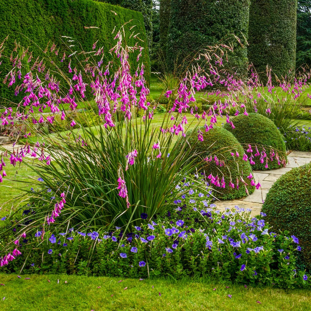 angels fishing pole plant Dierama x 'Rusty Tomato', Red Angel's Rod Light Requirements How To Grow Dierama (Angel's