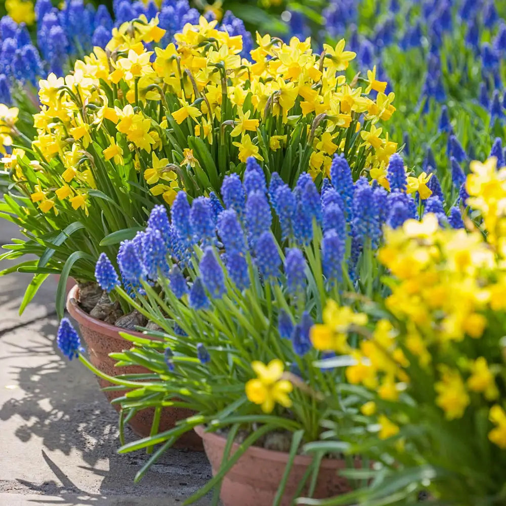 Gold Coast Combo Daffodil & Grape Hyacinths K. van Bourgondien