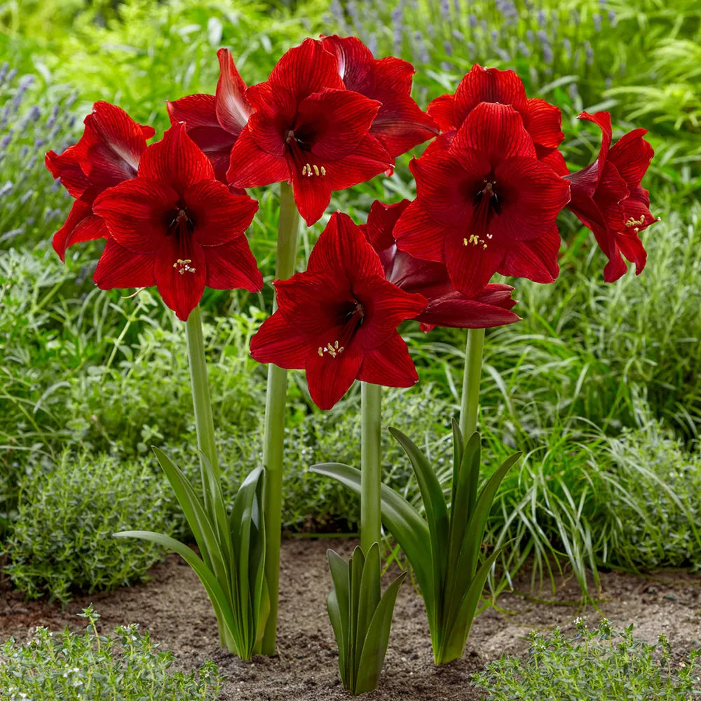 Night Dance Hardy Garden Amaryllis | K. van Bourgondien