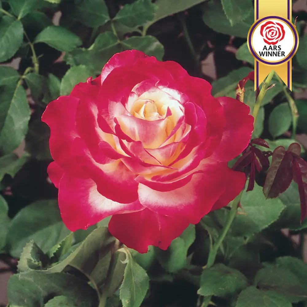 Double Delight Hybrid Tea Rose K. van Bourgondien