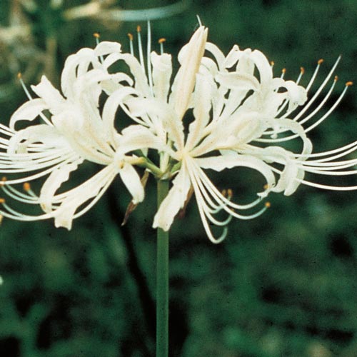 Lycoris albiflora (White Spider Lily) K. van Bourgondien