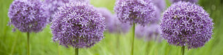 Alliums for the Win Be a Standout in the Crowd of Flower Farmers