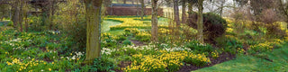 Do Deer Eat Daffodils