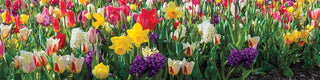 Elevate Your Garden with Bulbs