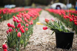 How to Start a Cut Flower Garden