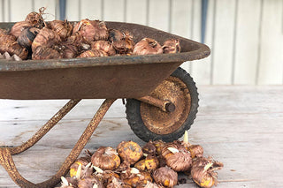 Growing With Gladiolus