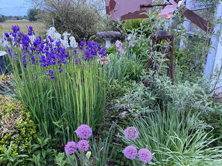 Harvesting Iris for Floral Arrangements