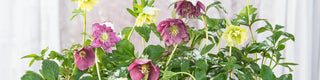 Hellebores Cold-Weather Color