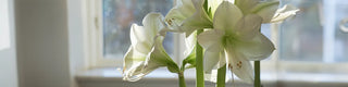 How To Plant Amaryllis - Forcing Amaryllis Bulbs Indoors