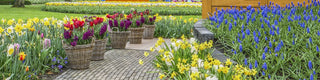How to Plant Spring-Blooming Bulbs in Containers