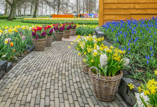 How to Plant Spring-Blooming Bulbs in Containers