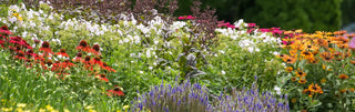Low-Maintenance Perennials for Mass Plantings and Large Landscapes