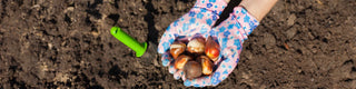 Let's Plant Bulbs