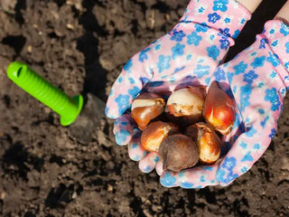 Let's Plant Bulbs