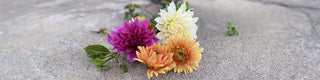 Life in Bloom With Dahlias