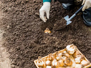 Planting & Growing Daffodil Bulbs