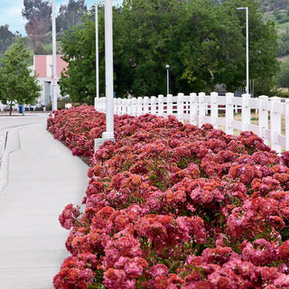 Using Roses as Shrubs in Professional Landscape Designs