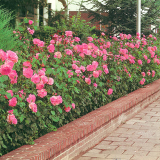 Roses That Rebloom Reliably in Commercial Landscapes
