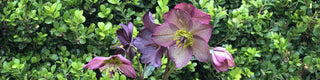 the-season-for-hellebores