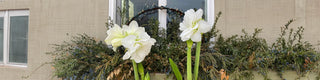The Season of Amaryllis