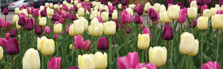High-Impact Flower Beds for Hotels, Parks, and Corporate Landscapes