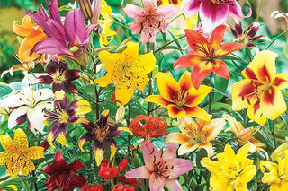 Types of Lilies - 5 Lily Choices For Your Garden