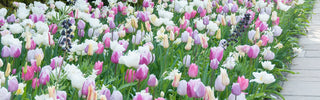 How Many Bulbs Per Square Foot Professional Gardeners Need
