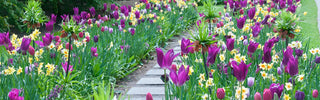 Building a Year-Round Flower Planting Calendar