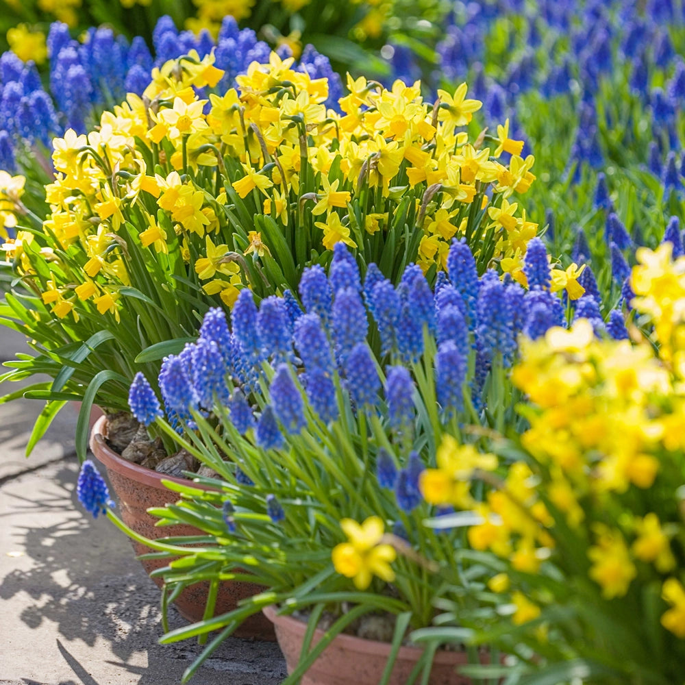 22.3 seed plants answer key Shop Grape Hyacinth Bulbs for Sale (Muscari armeniacum)