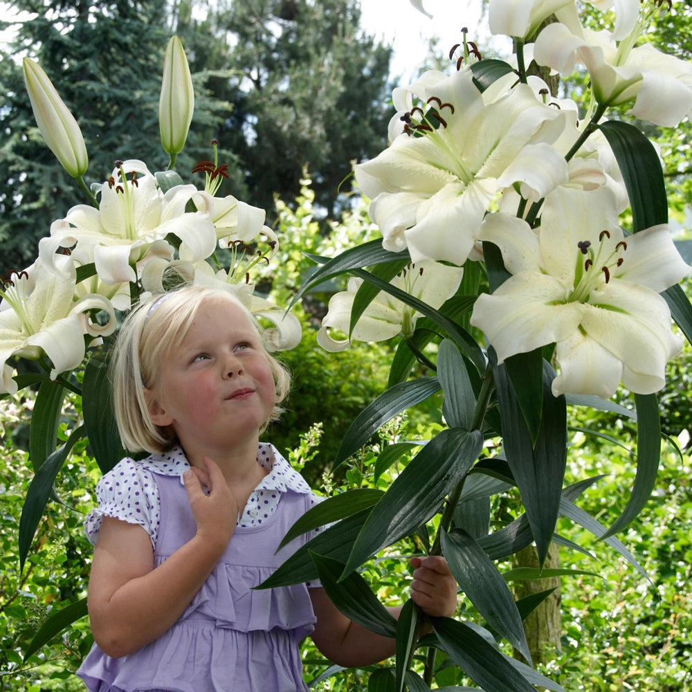 pretty lady tree flower lily Giant Orienpet Lily Pretty Woman
