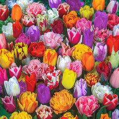 All Spring Tulip Mix | K. van Bourgondien