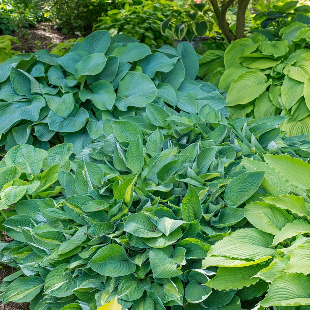 is a hosta an indoor plant Hosta Mix - Shade Perennial