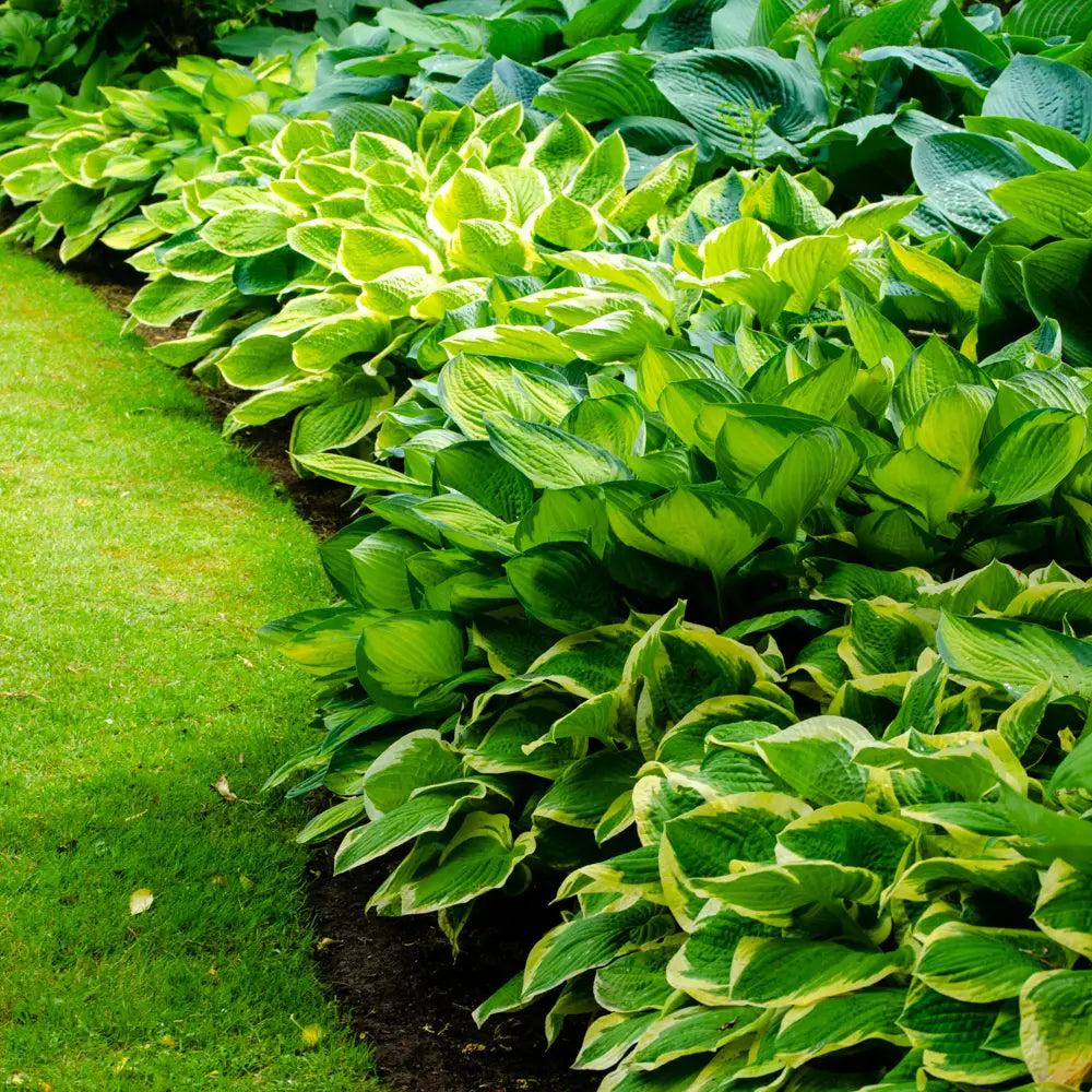 hostas as indoor plants Hosta Mix - Shade Perennial