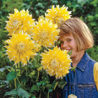 Giant Dinnerplate Dahlia Grand Prix