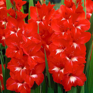 Gladiolus Traderhorn