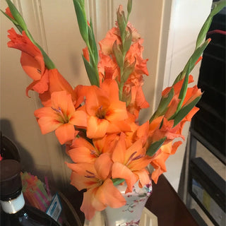 Gladiolus Peter Pears