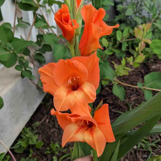 Gladiolus Peter Pears